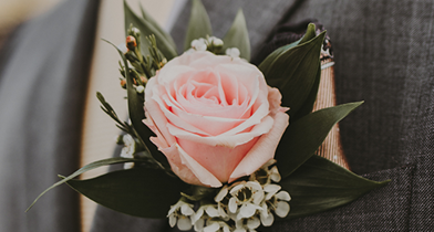 Pink rose